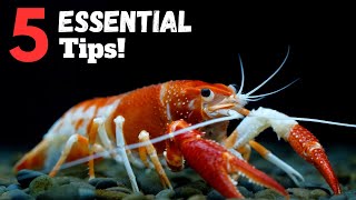 5 ESSENTIAL Tips For Keeping Pet Crayfish!