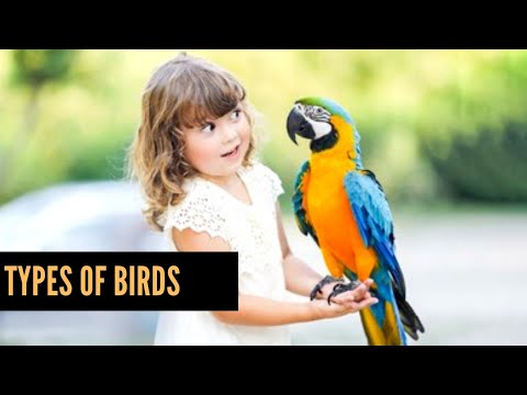 Top BIRDS in the world |Birds Names and pictures for kids |Flamingo, ostrich and many More| Hd pics