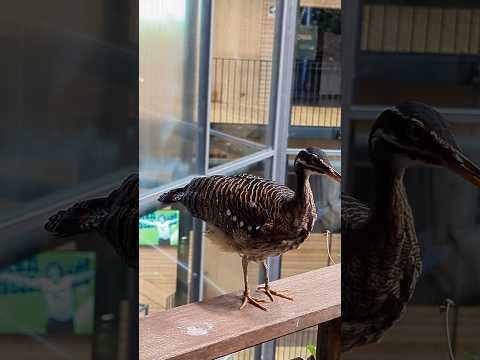 Sunbittern - Eurypyga helias - Tropical Bird #Rainforest #nature #bird #tropical #exotic