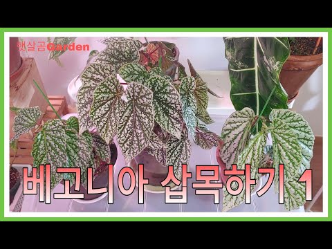 베고니아 삽목하기 (1)