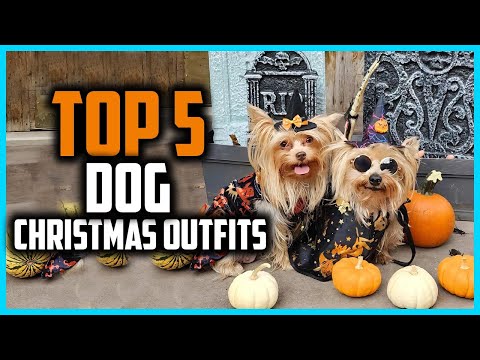 ✅Top 5 Best Dog Christmas Outfits in 2025