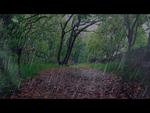 【雷雨聲】美麗樹林裡舒緩的雨聲和雷聲助睡眠！ 白噪音雨聲asmr，大自然的聲音，自然音樂，睡眠用bgm，#催眠曲，睡覺的聲音，提升專注，#治愈，雨聲入睡，工作，#冥想，#BGM，抑鬱症，#ptsd