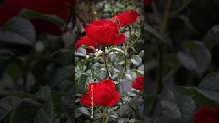 GORGEOUS red roses #redrose #roses #shorts