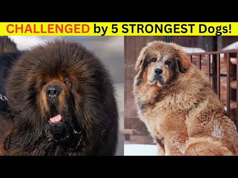 5 Dogs That Could Beat the Tibetan Mastiff || Mastiff vs. 5 Agile Dogs