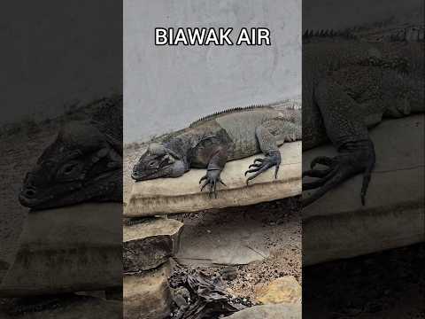 BIAWAK BERJEMUR MENIKMATI MATAHARI PAGI🌟#shortvideo#animals#animallover#reptiles#biawak#wildlife#zoo