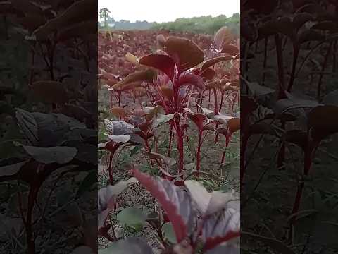 Vibrant HarvestThe Rich Palette of RedVegetablesinBangladeshRedVegetables #chips #chocolate #video