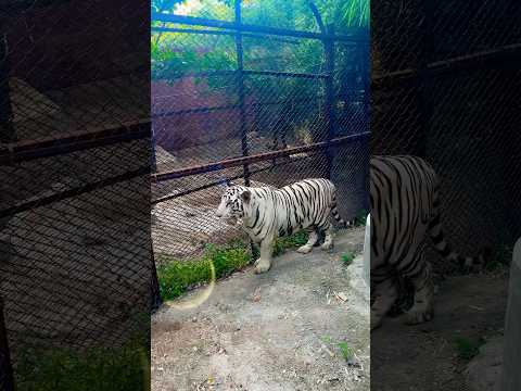 Nehru zoological park 📍Hyderabad #whitetiger #tiger #safari #wildlife #youtubeshorts #zoo #animals