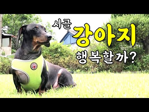 시골에서 강아지 키우는 것에 대한 고민 / dog living in the countryside