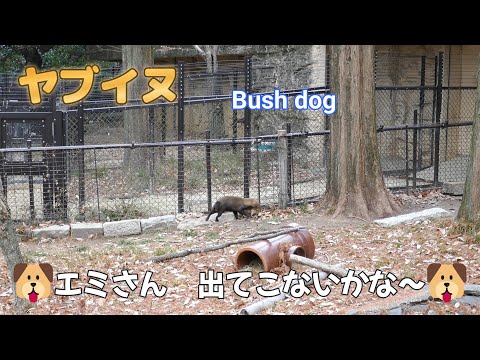 ヤブイヌ　🐶エミさん　出てこないかな～🐶（東山動植物園）Bush dog （Higashiyama Zoo and Botanical Garden in Nagoya city Japan）