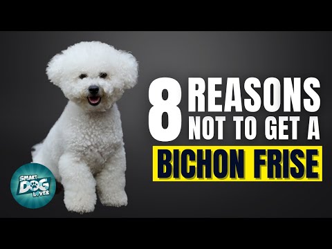 8 Reasons Why You SHOULD NOT Get a Bichon Frise