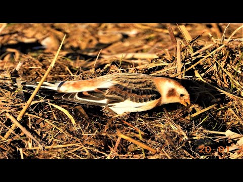 SNOW BUNTINGS - Plectrophenax nivalis