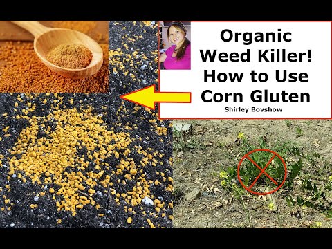 Organic Weed  Killer! How to Use Corn Gluten Meal to KILL WEEDS BEFORE They Grow! 🌱 Shirley Bovshow