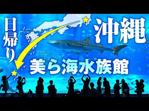 【1日で行ける!?】東京から沖縄美ら海水族館まで日帰り旅行チャレンジ