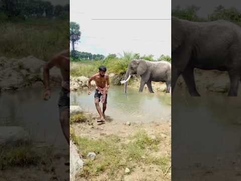 elephant 🐘 Attack 😱 #viralvideo #youtubeshorts #shorts #seen #top #ytshorts