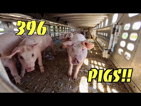 How I Unload 396 Pigs On This Trailer