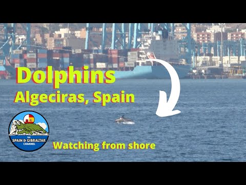 Dolphins at Algeciras, Spain 14 July 2024, Seeing The Dolphins from Shore