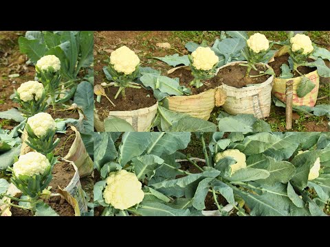 Brilliant idea to grow cauliflower in cement bags A to Z