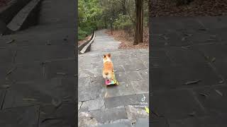 Dog on skateboard!😂Watch to the end! #trending #meme #sharethelaughs #viral #corgipuppy #subscribe