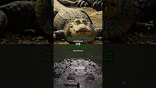 American Alligator vs American Crocodile