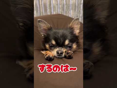 おててあるあるの歌（笑）#チワワ  #chihuahua #dog  #犬 #犬のいる生活#チワワのいる生活