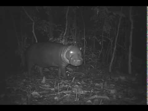 Pygmy hippo caught on camera in Liberia