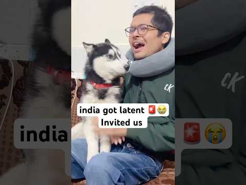 Pnada invited india got latent 🚨😭 #shorts #dog #husky #cat | Review reloaded