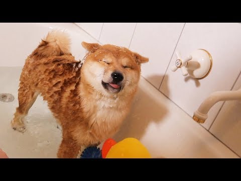 Shiba Puppys First Bath (Not Happy)