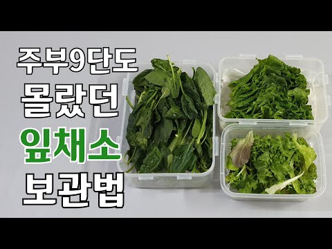 주부9단도 몰랐던 잎채소 보관법/샐러드용 채소 보관법/알뜰주부 꿀팁