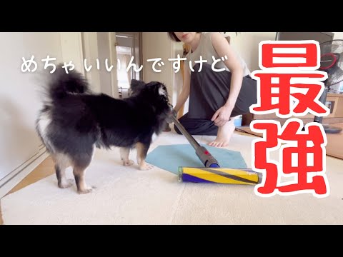 ペット飼ってる人に良い掃除機新調した！！#チワワ#犬との生活#ダイソン12