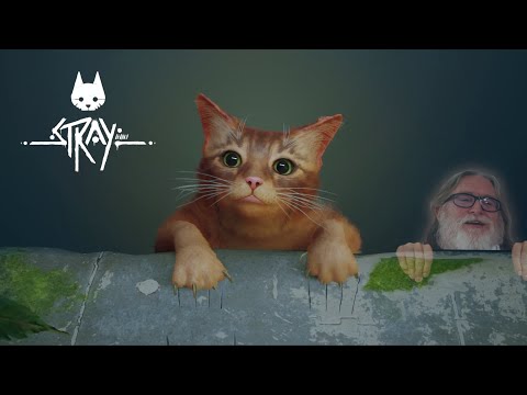 Stray Review: Puzzy Control