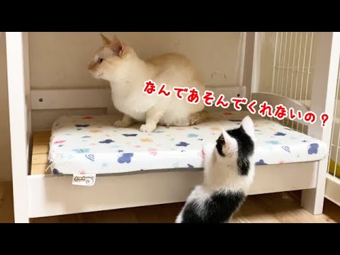 子離れした先住猫の反応