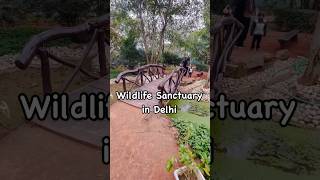 Leopard in Delhi 🐆 #jungle #junglesafari #leopard #minivlog #travelvlog #delhi #delhite