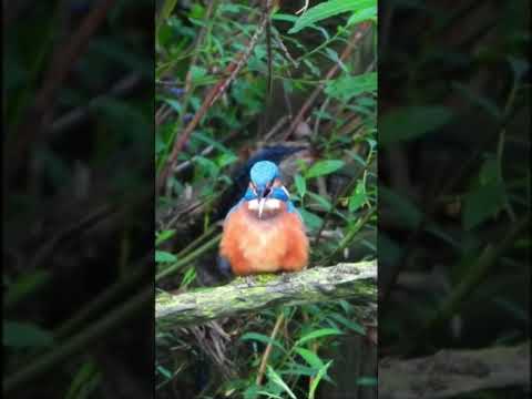 L👀K - Kingfisher Coughs up a Pellet!    #shorts #short #shortvideo