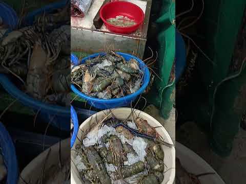 Fish#fish market#Fort Kochi fish market#beach fish market