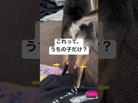 うちの子だけ？チワワあるある？