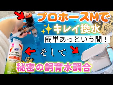 【メダカ】超便利🎵プロホースMで綺麗部分換水✨秘密の飼育水調合😗簡単に底の汚泥取り🗑#めだか#プロホース#越冬#ベアタンク#塩浴#バクテリア活性剤#冬眠しない