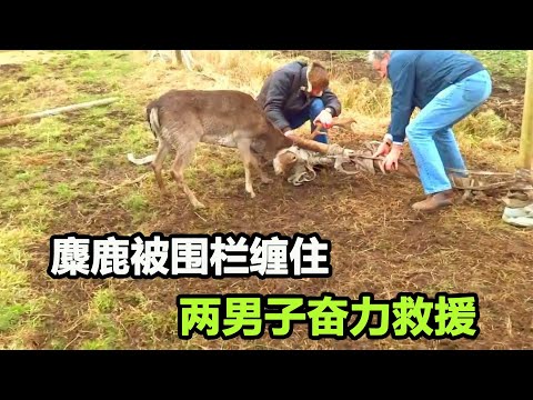 麋鹿被围栏五花大绑，两男子霸气救援，最后却被麋鹿追着跑