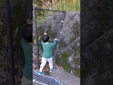 丘の上の公園3　フェンスを使って石垣を上ろうとするが「前と違って苔がはえてるからのぼれないんだよ」と5歳児　小二生発表会のあと　20241210