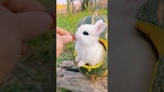 Before & After Animals Growing Up. Amazing Animal Transformation 💥 #short #tiktok #animals