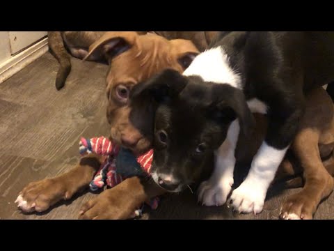 Pitbull puppy vs Chihuahua mix