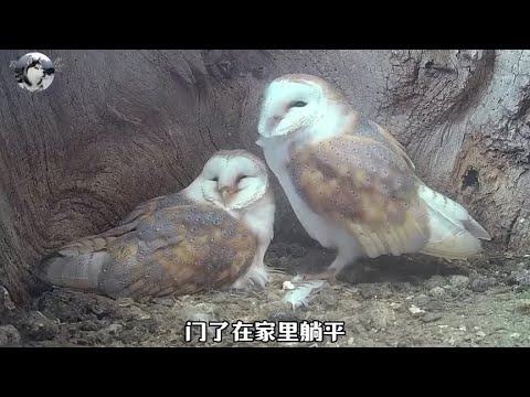 猫头鹰多下了颗蛋，丈夫疑神疑鬼的，结果隔壁老王来了#萌宠