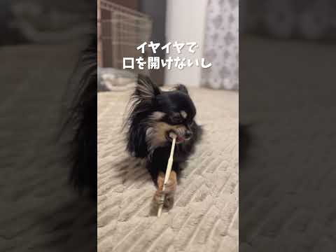 自分で歯磨きするチワワ#チワワ #chihuahua #dog #犬 #チワワのウルくん