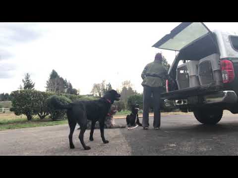 Working with Steens and Nemo to be calm when Barley exits truck