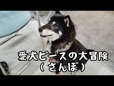 愛犬　柴犬　黒柴　ピース　散歩　生中継　ライブ配信　その2 子供　小学生