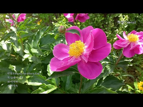 작약(Peony)