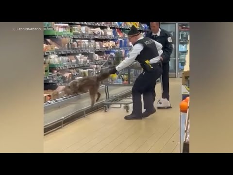 Authorities pull Coyote from cheese section of Chicago Aldi store