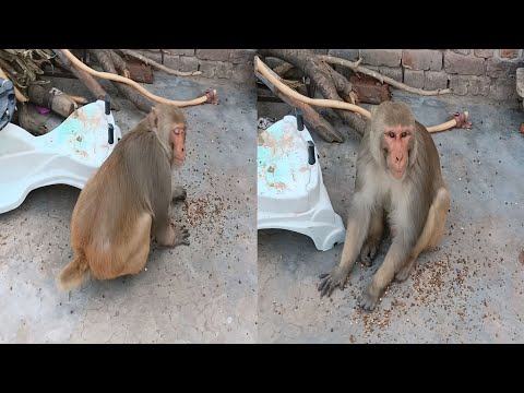 Bandar | Bandar Mama | Bandar Wala | Bandar Wala Cartoon | Bandar Bandar | Monkey Video