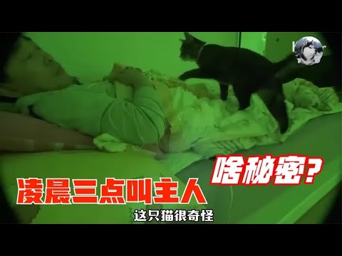 猫咪每天凌晨叫主人起床，可外面啥都没有，兽医来后才明白