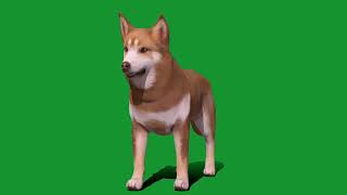 Lapponian Herder Dog Breed 3D Model