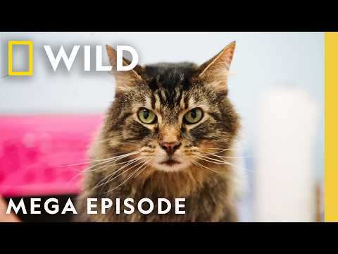 Critter Fixers: Ready, Vet, Go | MEGA EPISODE | Nat Geo Wild